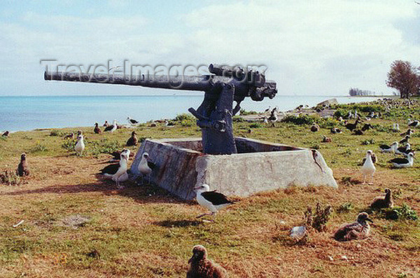 midway6: Midway Atoll - Eastern island: gun - coastal defenses - artillery - old cannon and nesting birds - photo by G.Frysinger - (c) Travel-Images.com - Stock Photography agency - Image Bank