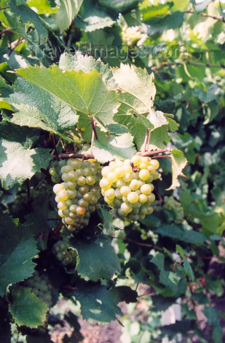 moldova14: Moldova / Moldavia - Hancesti: in the vineyards - photo by M.Torres - (c) Travel-Images.com - Stock Photography agency - Image Bank