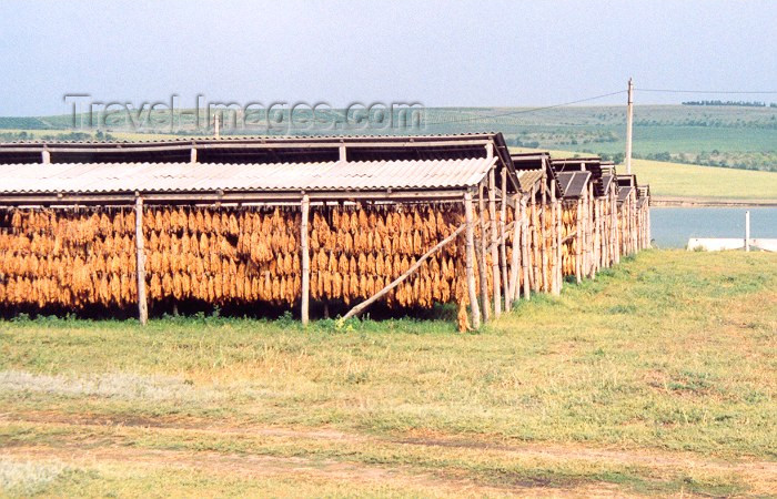moldova18: Moldova / Moldavia - Besalma: drying tobacco - agriculture - photo by M.Torres - (c) Travel-Images.com - Stock Photography agency - Image Bank