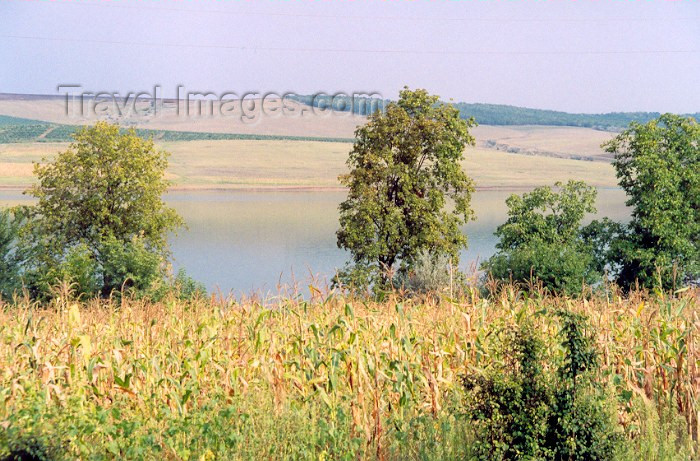 moldova19: Moldova / Moldavia - Besalma: corn fields by the lake - photo by M.Torres - (c) Travel-Images.com - Stock Photography agency - Image Bank