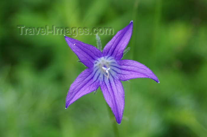 mongolia168: Gorkhi-Terelj National Park, Tov province, Mongolia: purple wild flower - photo by A.Ferrari - (c) Travel-Images.com - Stock Photography agency - Image Bank