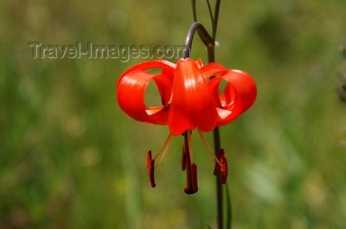 mongolia169: Gorkhi-Terelj National Park, Tov province, Mongolia: red wild flower - photo by A.Ferrari - (c) Travel-Images.com - Stock Photography agency - Image Bank