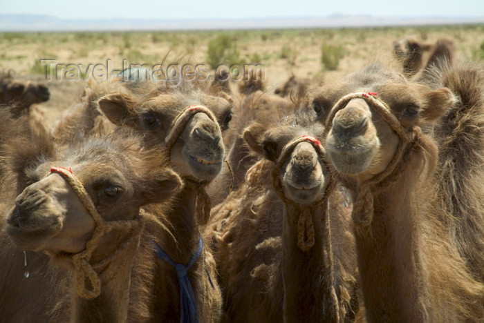 mongolia17: Mongolia - Gobi desert: herd of Bactrian camels - Camelus bactrianus - photo by A.Summers - (c) Travel-Images.com - Stock Photography agency - Image Bank