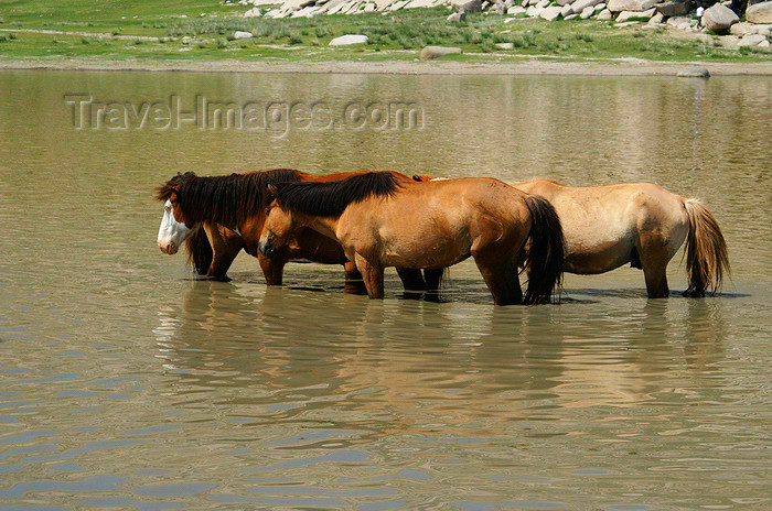 mongolia172: Töv province, Mongolia: horses in the water - Zorgol Khairkhan - photo by A.Ferrari - (c) Travel-Images.com - Stock Photography agency - Image Bank