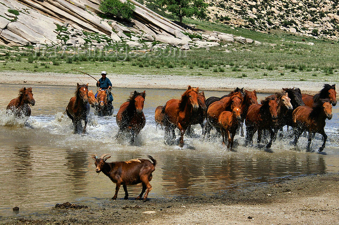 mongolia173: Töv province, Mongolia: horses are kindly asked to leave the pool - Zorgol Khairkhan - photo by A.Ferrari - (c) Travel-Images.com - Stock Photography agency - Image Bank