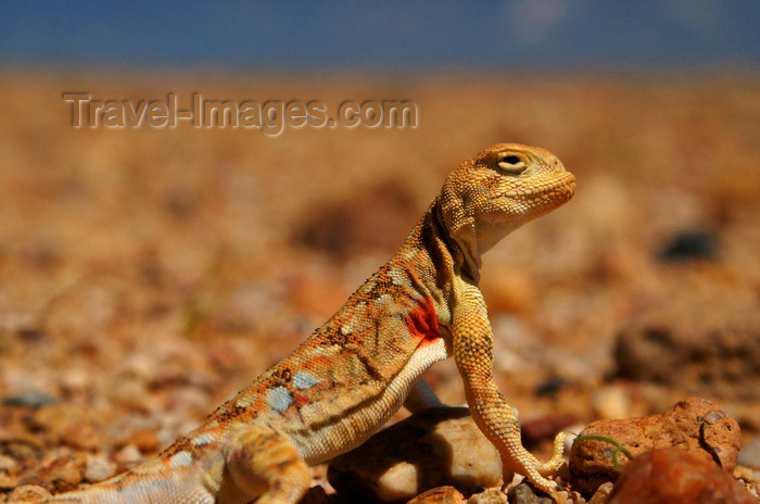 mongolia181: Gobi desert, southern Mongolia: small lizard - photo by A.Ferrari - (c) Travel-Images.com - Stock Photography agency - Image Bank