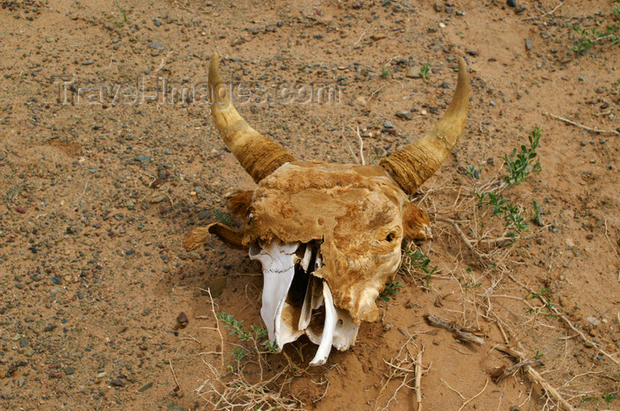 mongolia199: Gobi desert, southern Mongolia: a reminder of the tough life in the Gobi desert, near Khongoryn Els - cow skull - photo by A.Ferrari - (c) Travel-Images.com - Stock Photography agency - Image Bank