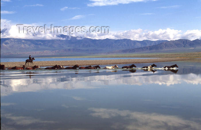 mongolia20: Mongolia - Ureg lake: horses in the water - photo by A.Summers - (c) Travel-Images.com - Stock Photography agency - Image Bank