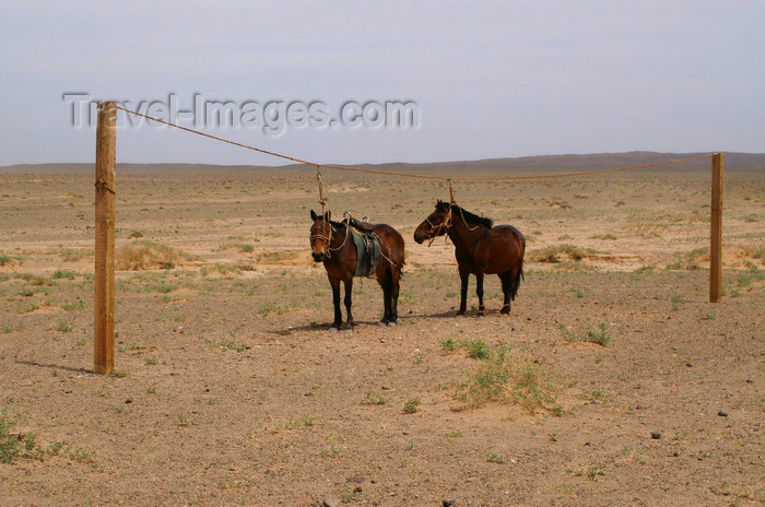 mongolia201: Gobi desert, southern Mongolia: horses on a string, Khongoryn Els, Gurvan Saikhan National Park - photo by A.Ferrari - (c) Travel-Images.com - Stock Photography agency - Image Bank