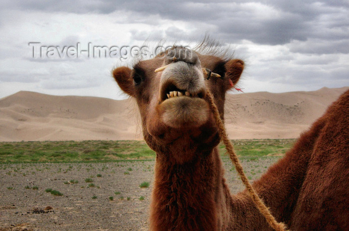 mongolia202: Gobi desert, southern Mongolia: Bactrian camel, Khongoryn Els, Gurvan Saikhan National Park - photo by A.Ferrari - (c) Travel-Images.com - Stock Photography agency - Image Bank