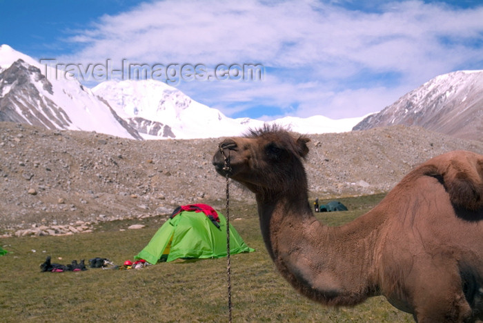 mongolia21: Mongolia - Altai mountains: Mt Khuiten - 4,374m - Mongolia's highest peak - camp and camel - Camelus bactrianus - photo by A.Summers - (c) Travel-Images.com - Stock Photography agency - Image Bank