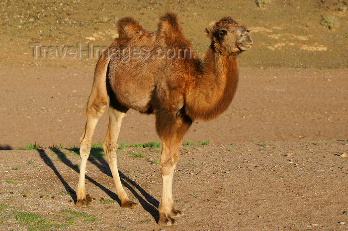 mongolia217: Gobi desert, southern Mongolia: young Bactrian camel, near Ongiin Khiid - photo by A.Ferrari - (c) Travel-Images.com - Stock Photography agency - Image Bank
