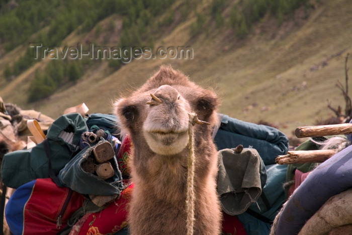 mongolia24: Mongolia - Bactrain Camel close up - Camelus bactrianus - photo by A.Summers - (c) Travel-Images.com - Stock Photography agency - Image Bank