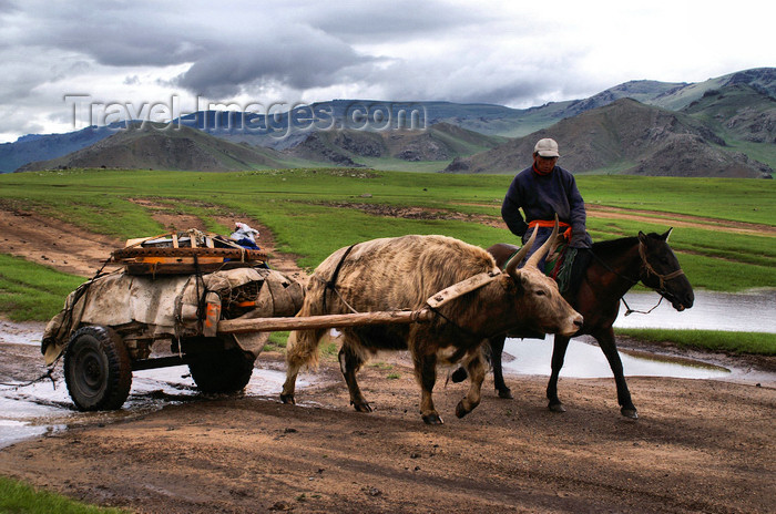 mongolia281: Khorgo-Terkhiin Tsagaan Nuur NP, Mongolia: yak, used for the transport of wood and gers, on the way to the White Lake - photo by A.Ferrari - (c) Travel-Images.com - Stock Photography agency - Image Bank