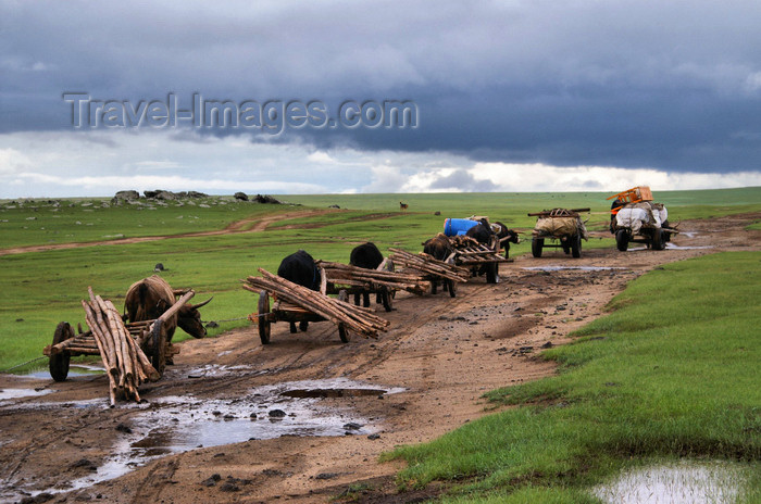 mongolia282: Khorgo-Terkhiin Tsagaan Nuur NP, Mongolia: yak caravan transporting wood and gers, on the way to the White Lake - photo by A.Ferrari - (c) Travel-Images.com - Stock Photography agency - Image Bank