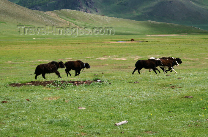 mongolia290: Khorgo-Terkhiin Tsagaan Nuur NP, Mongolia: young yaks - photo by A.Ferrari - (c) Travel-Images.com - Stock Photography agency - Image Bank