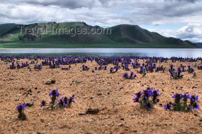 mongolia299: Khorgo-Terkhiin Tsagaan Nuur NP, Mongolia: flowers growing in the sand along the White Lake - photo by A.Ferrari - (c) Travel-Images.com - Stock Photography agency - Image Bank