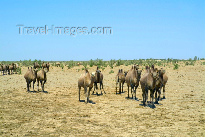 mongolia30: Mongolia - Gobi desert: bactrian camels - photo by A.Summers - (c) Travel-Images.com - Stock Photography agency - Image Bank