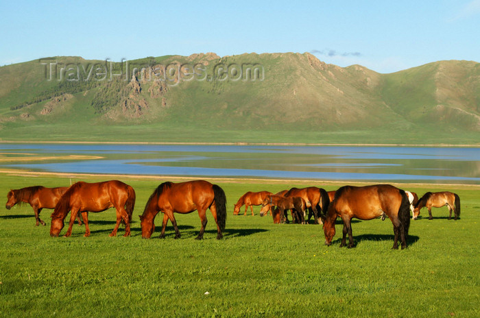 mongolia303: Khorgo-Terkhiin Tsagaan Nuur NP, Mongolia: horses in the evening light - White Lake - photo by A.Ferrari - (c) Travel-Images.com - Stock Photography agency - Image Bank