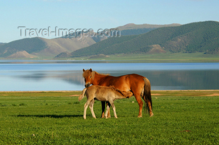 mongolia304: Khorgo-Terkhiin Tsagaan Nuur NP, Mongolia: horses - foal with its dam - nursing - White Lake - photo by A.Ferrari - (c) Travel-Images.com - Stock Photography agency - Image Bank