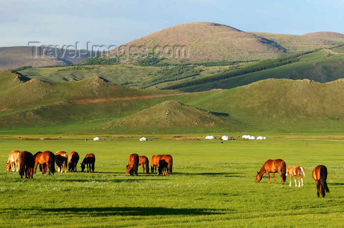 mongolia305: Khorgo-Terkhiin Tsagaan Nuur NP, Mongolia: horses and the Khangai Mountains - banks of the White Lake - photo by A.Ferrari - (c) Travel-Images.com - Stock Photography agency - Image Bank