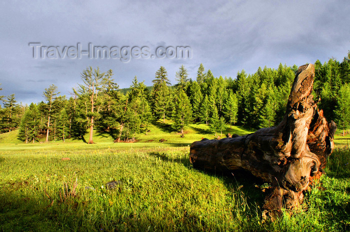 mongolia309: Khövsgöl province, Mongolia: big trunk, in the hills near Mörön - photo by A.Ferrari - (c) Travel-Images.com - Stock Photography agency - Image Bank