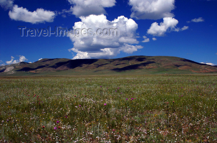mongolia311: Khövsgöl province, Mongolia: grasslands, on the way to Khövsgöl Nuur - photo by A.Ferrari - (c) Travel-Images.com - Stock Photography agency - Image Bank