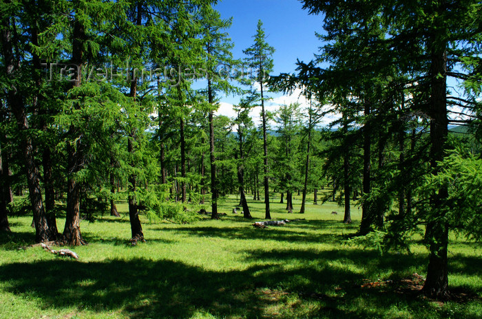 mongolia313: Khövsgöl province, Mongolia: pine tree forest, on the way to Khövsgöl Nuur / lake - photo by A.Ferrari - (c) Travel-Images.com - Stock Photography agency - Image Bank