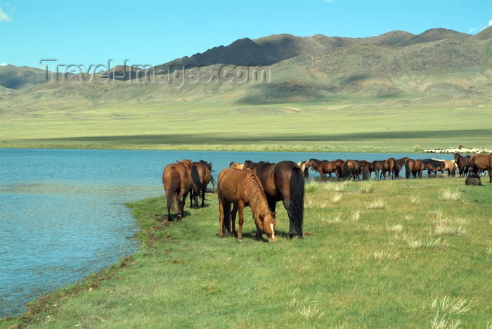 mongolia32: Mongolia - Ureg lake: horses grazing - photo by A.Summers - (c) Travel-Images.com - Stock Photography agency - Image Bank