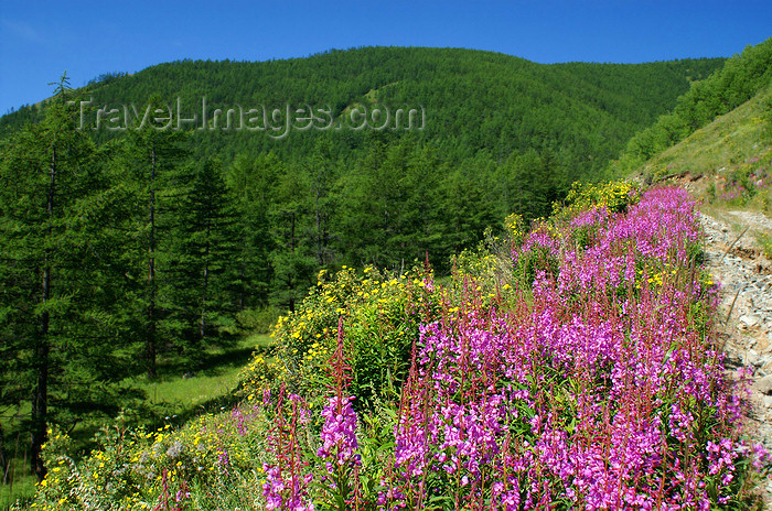 mongolia320: Khövsgöl lake / Nuur, Khövsgöl province, Mongolia: wild flowers, in the mountains surrounding the lake - photo by A.Ferrari - (c) Travel-Images.com - Stock Photography agency - Image Bank