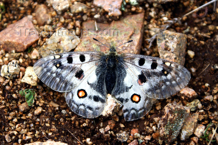mongolia321: Khövsgöl lake / Nuur, Khövsgöl province, Mongolia: butterfly, in the mountains surrounding the lake - photo by A.Ferrari - (c) Travel-Images.com - Stock Photography agency - Image Bank