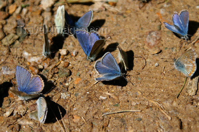 mongolia322: Khövsgöl lake / Nuur, Khövsgöl province, Mongolia: butterflies, in the mountains surrounding the lake - photo by A.Ferrari - (c) Travel-Images.com - Stock Photography agency - Image Bank