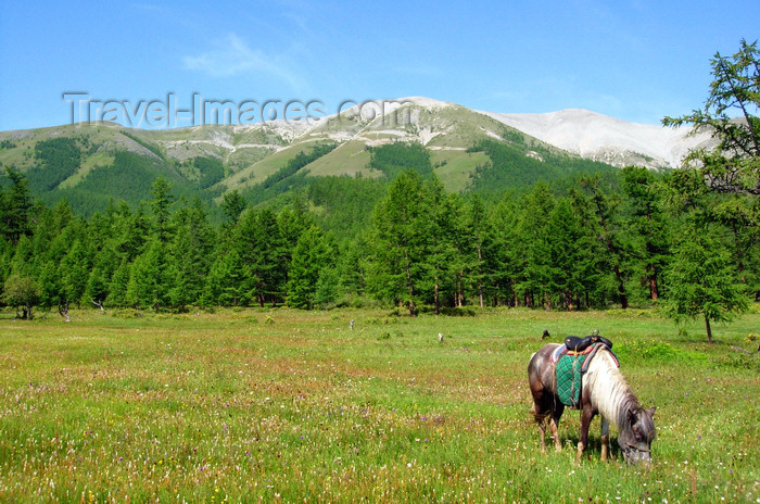 mongolia326: Khövsgöl lake / Nuur, Khövsgöl province, Mongolia: horse on the lake shore - photo by A.Ferrari - (c) Travel-Images.com - Stock Photography agency - Image Bank