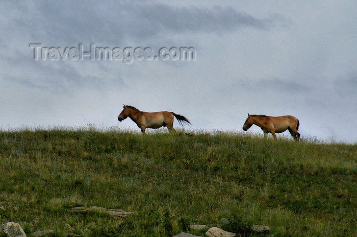 mongolia335: Khustain Nuruu National Park, Tov Tuv province, Mongolia: Mongolian Wild Horse, or Takhi - aka Przewalski's Horse, Equus caballus przewalskii - photo by A.Ferrari - (c) Travel-Images.com - Stock Photography agency - Image Bank