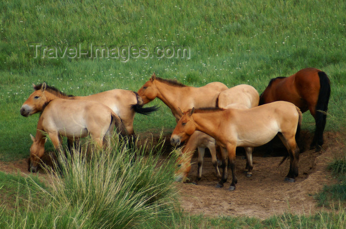 mongolia336: Khustain Nuruu National Park, Tov Tuv province, Mongolia: Mongolian Wild Horse, or Takhi - aka Przewalski's Horse, Equus caballus przewalskii - the one and only species of wild horses - photo by A.Ferrari - (c) Travel-Images.com - Stock Photography agency - Image Bank