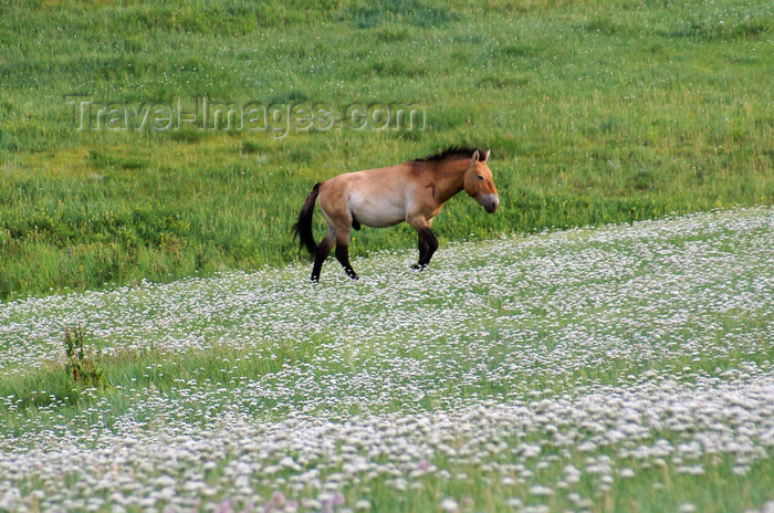mongolia337: Khustain Nuruu National Park, Tov Tuv province, Mongolia: Mongolian Wild Horse, or Takhi on a field of flowers - photo by A.Ferrari - (c) Travel-Images.com - Stock Photography agency - Image Bank