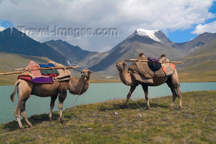 mongolia41: Mongolia - Turgen mountains - Altai: Bactrian camels at Blue lake - Camelus bactrianus - photo by A.Summers - (c) Travel-Images.com - Stock Photography agency - Image Bank