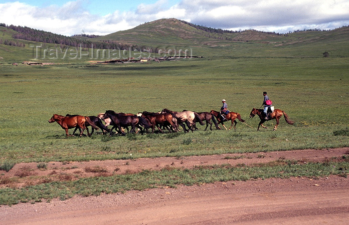 mongolia47: Mongolia - Open Mongolian Steppe: herding wild horses - photo by A.Summers - (c) Travel-Images.com - Stock Photography agency - Image Bank
