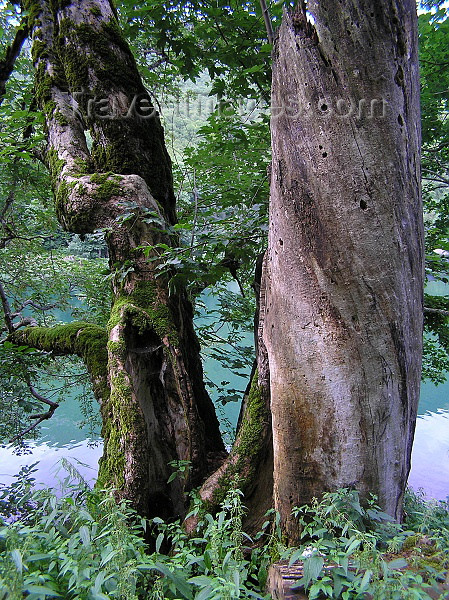 montenegro104: Montenegro - Crna Gora - Biogradska Gora national park: ancient trees - Bjelasica mountain region - Kolašin municipality - photo by J.Kaman - (c) Travel-Images.com - Stock Photography agency - Image Bank