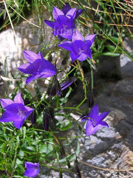 montenegro120: Montenegro - Crna Gora - Durmitor national park: wild flowers III - photo by J.Kaman - (c) Travel-Images.com - Stock Photography agency - Image Bank