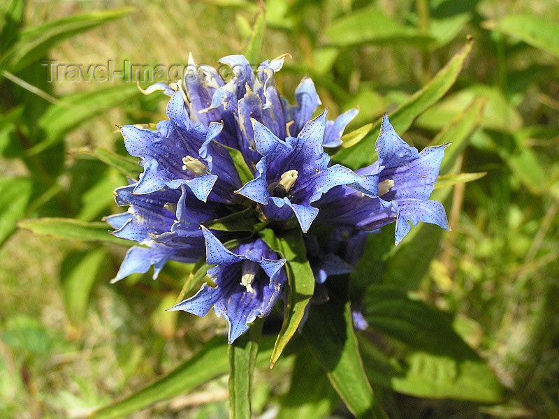 montenegro123: Montenegro - Crna Gora - Durmitor national park: wild flowers - photo by J.Kaman - (c) Travel-Images.com - Stock Photography agency - Image Bank