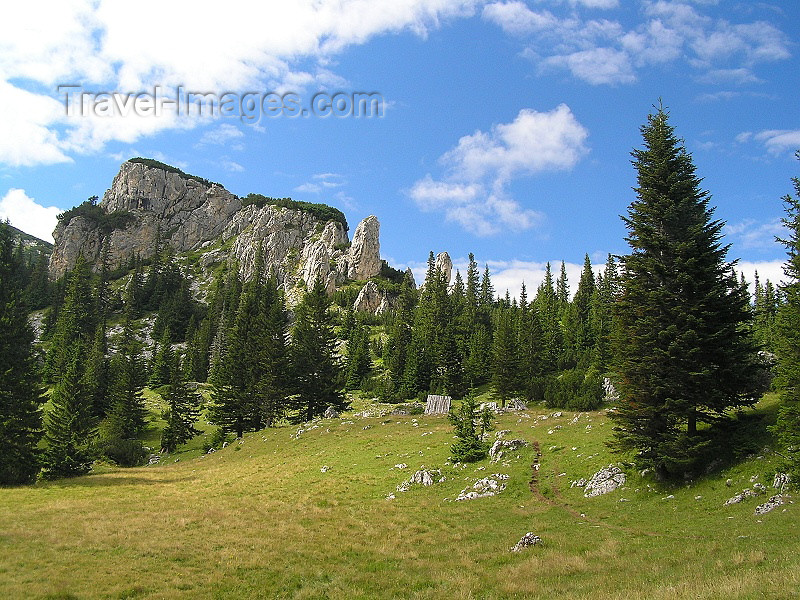 montenegro130: Montenegro - Crna Gora - Durmitor national park: trees on the slope - photo by J.Kaman - (c) Travel-Images.com - Stock Photography agency - Image Bank