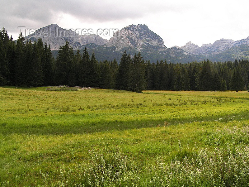 montenegro131: Montenegro - Crna Gora - Durmitor national park: edge of the forest - photo by J.Kaman - (c) Travel-Images.com - Stock Photography agency - Image Bank