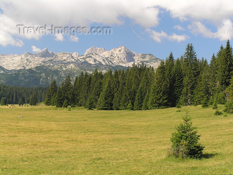 montenegro135: Montenegro - Crna Gora - Durmitor national park: forest - photo by J.Kaman - (c) Travel-Images.com - Stock Photography agency - Image Bank