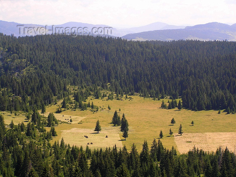 montenegro136: Montenegro - Crna Gora - Durmitor national park: glade - photo by J.Kaman - (c) Travel-Images.com - Stock Photography agency - Image Bank