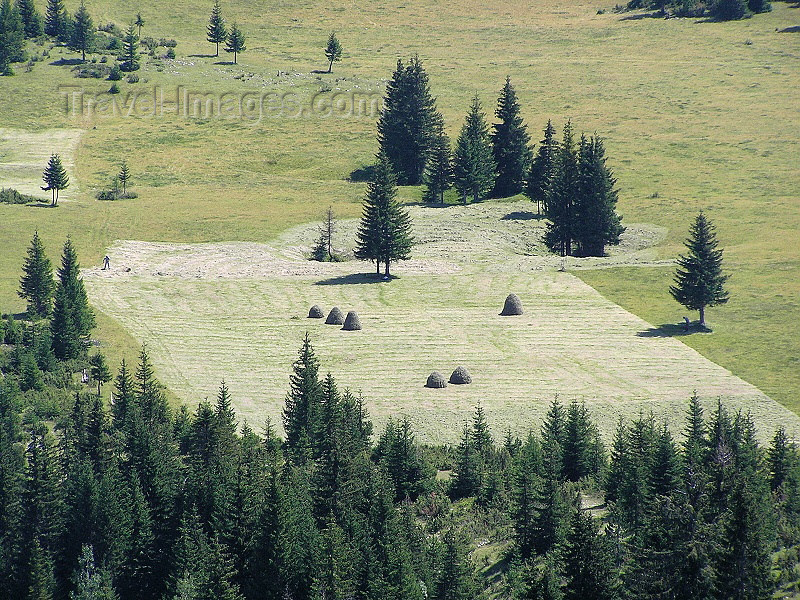 montenegro141: Montenegro - Crna Gora - Durmitor national park: harvest - agriculture - photo by J.Kaman - (c) Travel-Images.com - Stock Photography agency - Image Bank