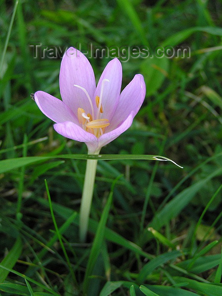 montenegro144: Montenegro - Crna Gora - Durmitor national park: wild flowers - photo by J.Kaman - (c) Travel-Images.com - Stock Photography agency - Image Bank