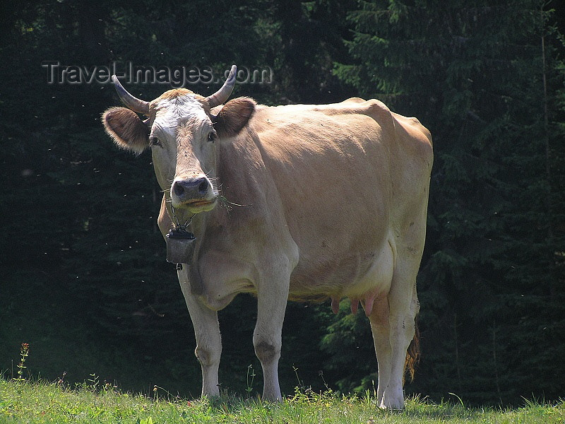 montenegro147: Montenegro - Crna Gora - Durmitor national park: attentive cow - photo by J.Kaman - (c) Travel-Images.com - Stock Photography agency - Image Bank