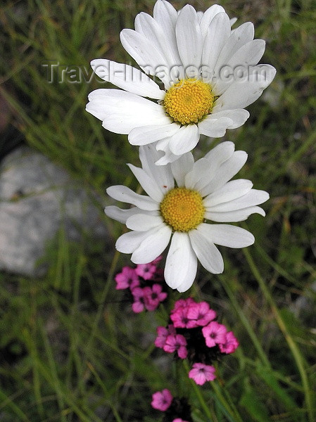 montenegro19: Montenegro - Crna Gora - Durmitor mountains: white flowers - photo by J.Kaman - photo by J.Kaman - (c) Travel-Images.com - Stock Photography agency - Image Bank