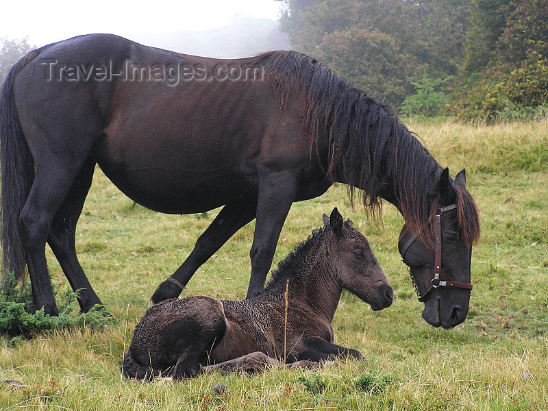 montenegro88: Montenegro - Crna Gora - Komovi mountains: mother and son - horses from Katun Štavna - photo by J.Kaman - (c) Travel-Images.com - Stock Photography agency - Image Bank